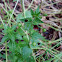 Nettle-leaved Figwort / Sredozemni Strupnik