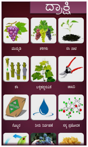 Grape Kannada