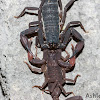 Slender Brown Scorpion