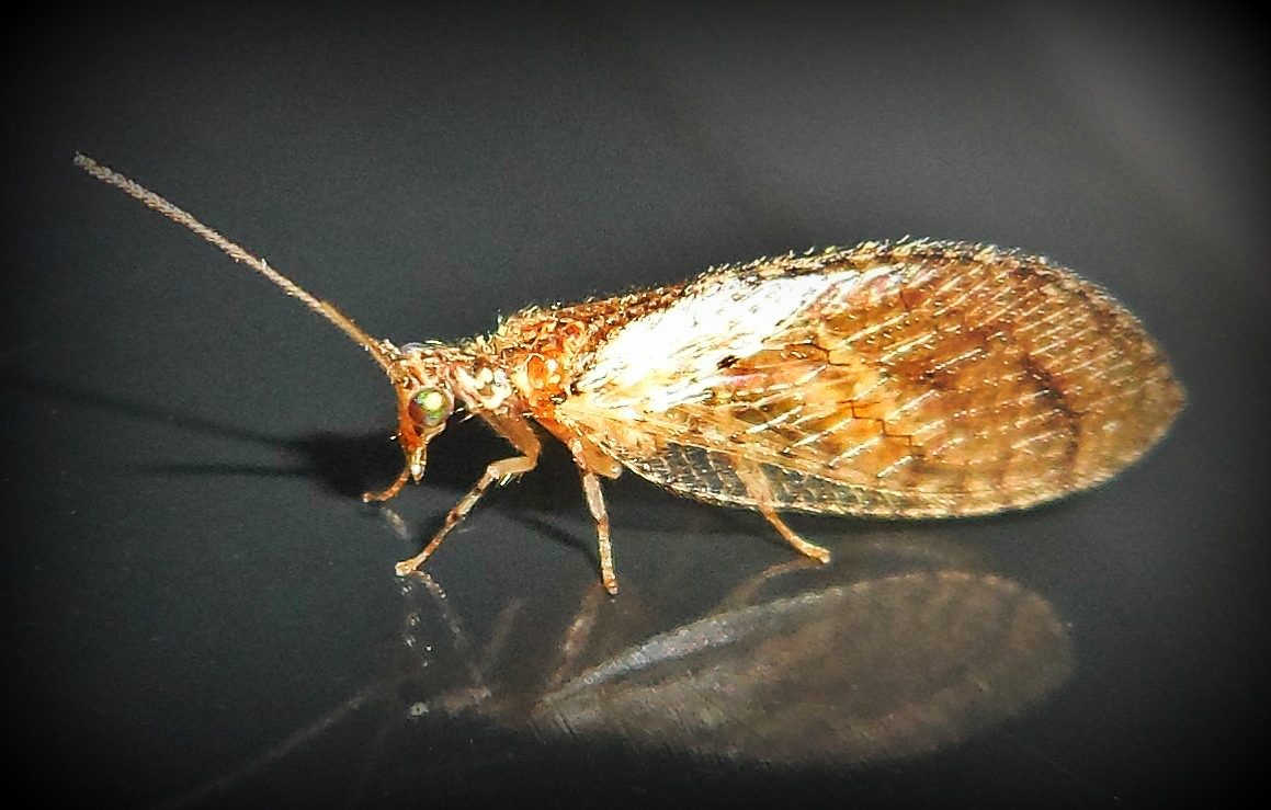 Brown lacewing