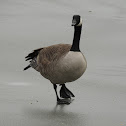 Atlantic Canada Goose