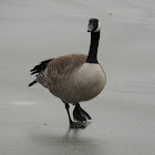 Atlantic Canada Goose