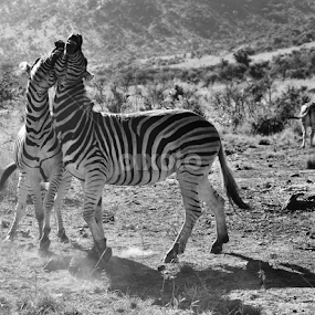 Dancing Zebra's by Moné Ehlers - Animals Other