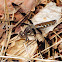 Common Whitetail dragonfly (female)