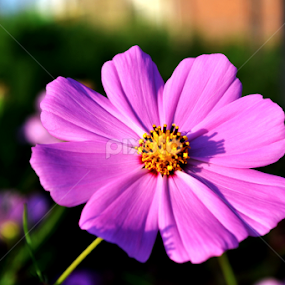 PWC118 PURPLE-YELLOW by Yako Laverde - Flowers Single Flower