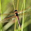 Needham's Skimmer Dragonfly