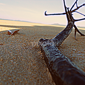 Sand bed  by Franz Louie - Nature Up Close Sand