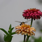 Common Clearwing Hummingbird Moth