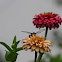 Common Clearwing Hummingbird Moth