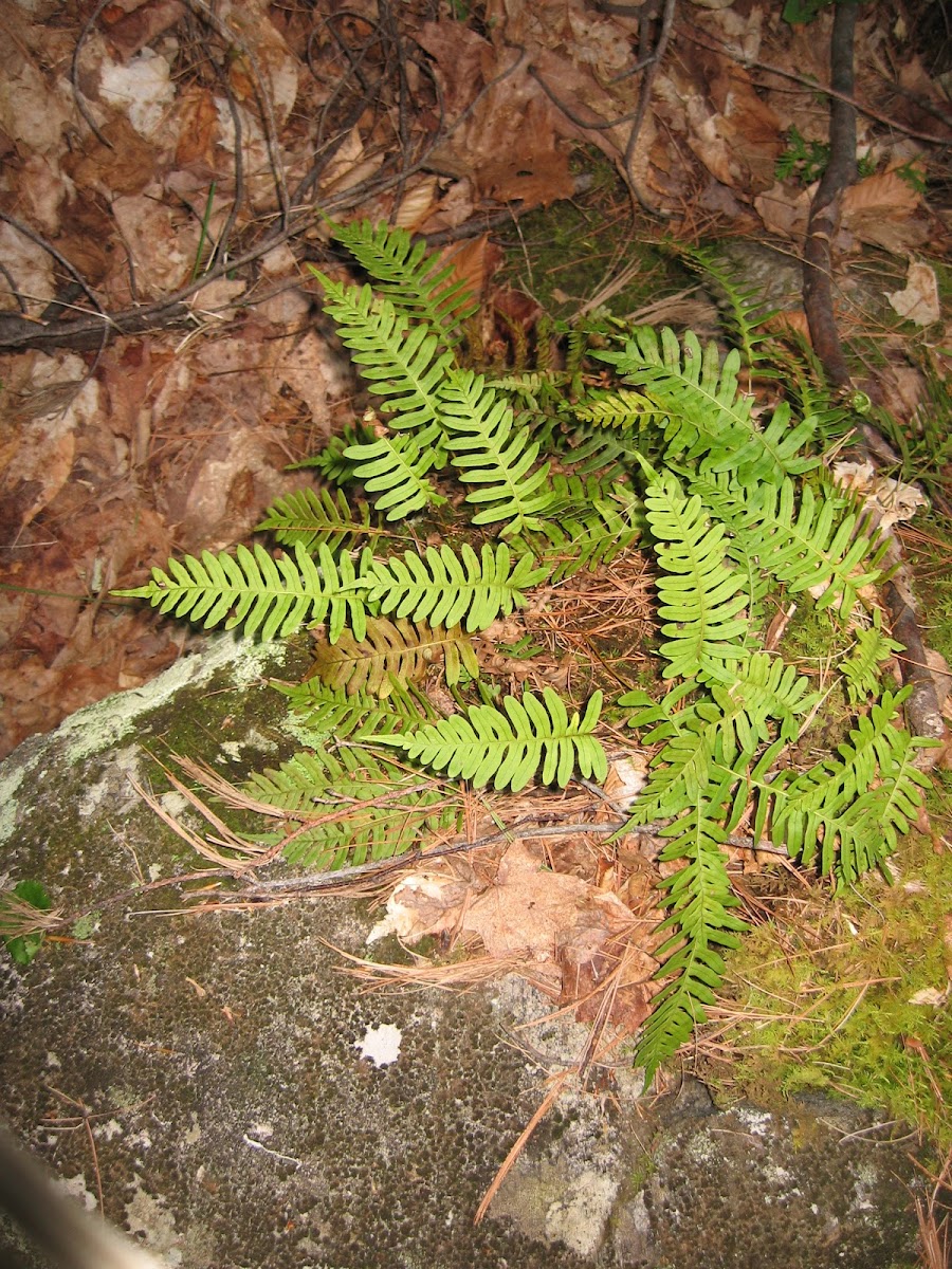 Polyploidy fern