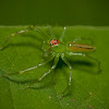 Magnolia Green Jumper  Spider