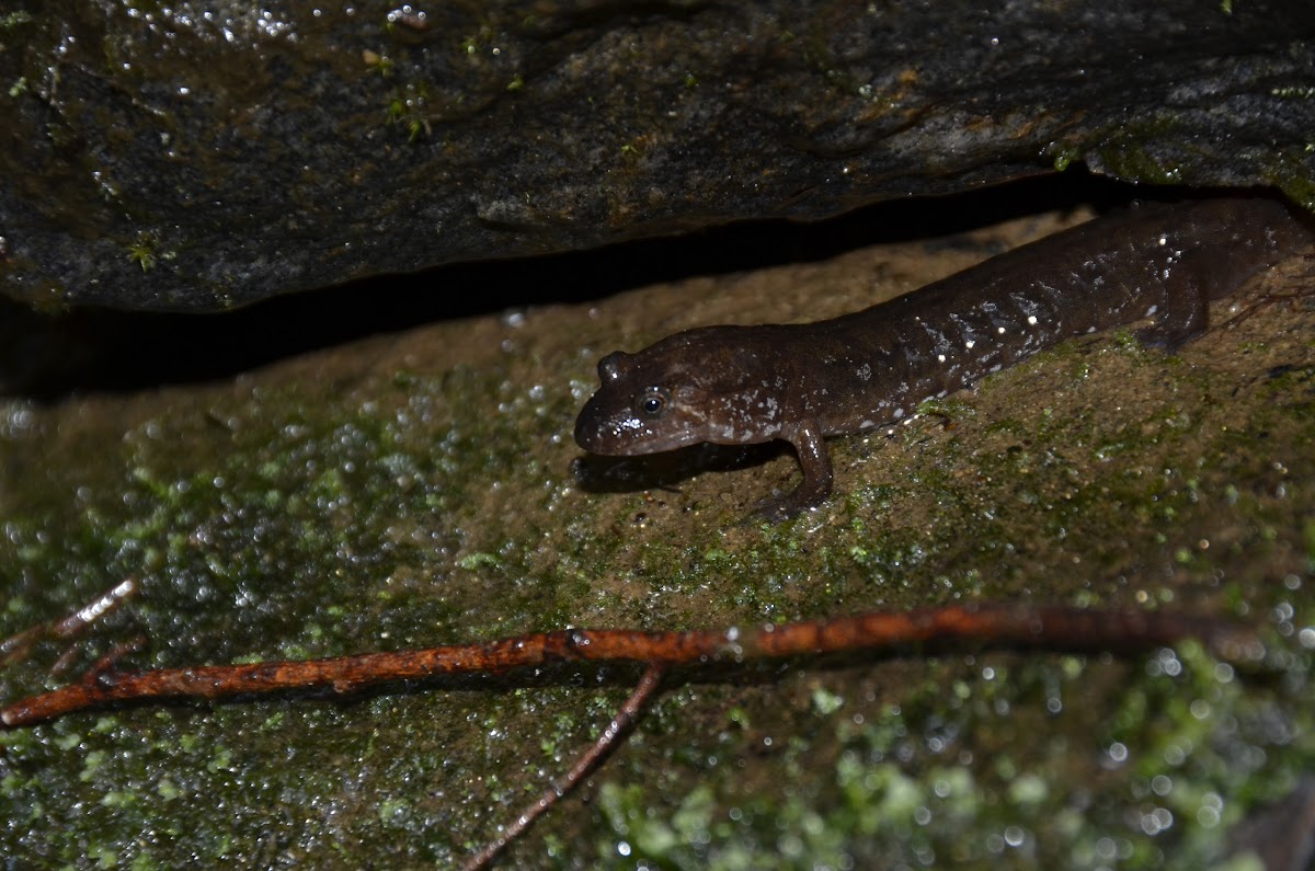 Blackbell Salamander