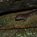 Blackbell Salamander