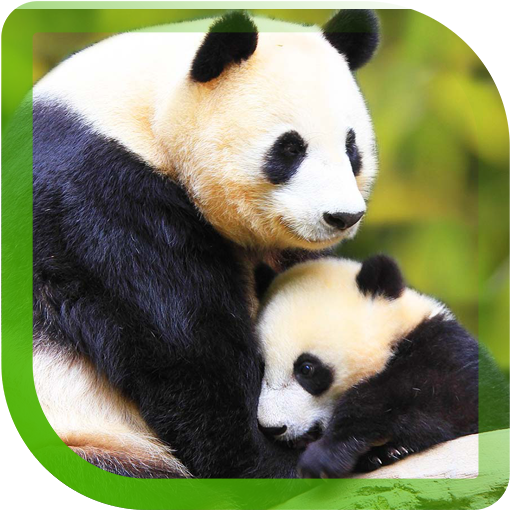 Panda Bears Cool LWP LOGO-APP點子