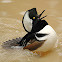 Hooded Merganser