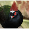 The Crested Partridge