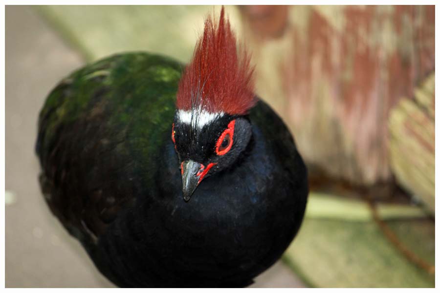 The Crested Partridge