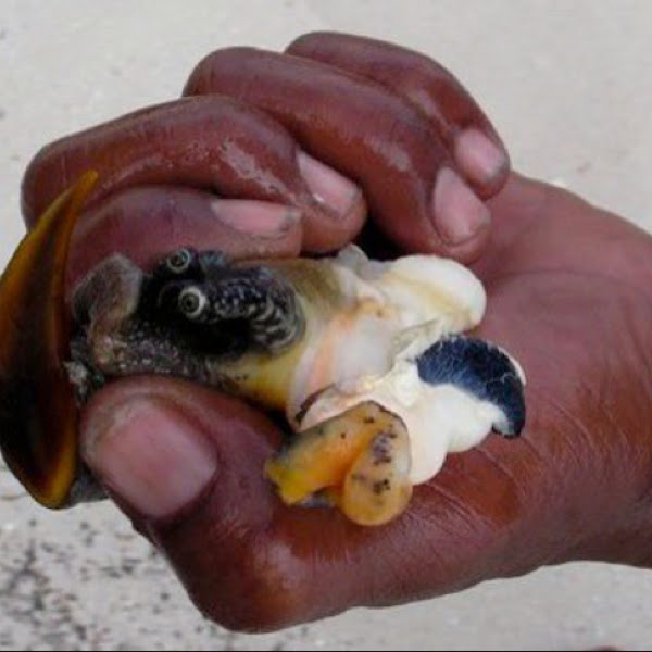 Queen Conch Project Noah