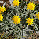 Inula