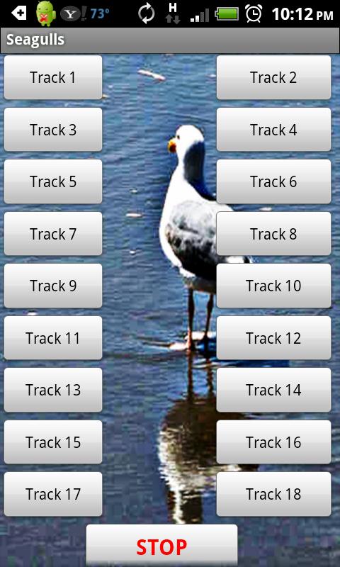 Seagull Screen 2