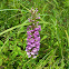 Purple Fringed Orchis