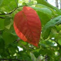 Downy Serviceberry