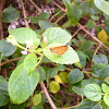 Bright orange darter