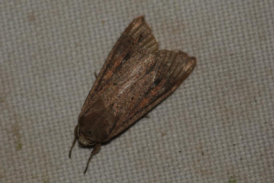 Armyworm-moth