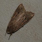 Armyworm-moth