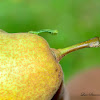 Inch Worm (Geometridae)