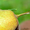 Inch Worm (Geometridae)