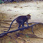 Philippine Long-Tailed Macaque