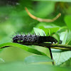 Mourning Cloak Caterpillar