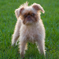 Brussels Griffon Wallpapers Apk