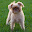 Brussels Griffon Wallpapers Download on Windows