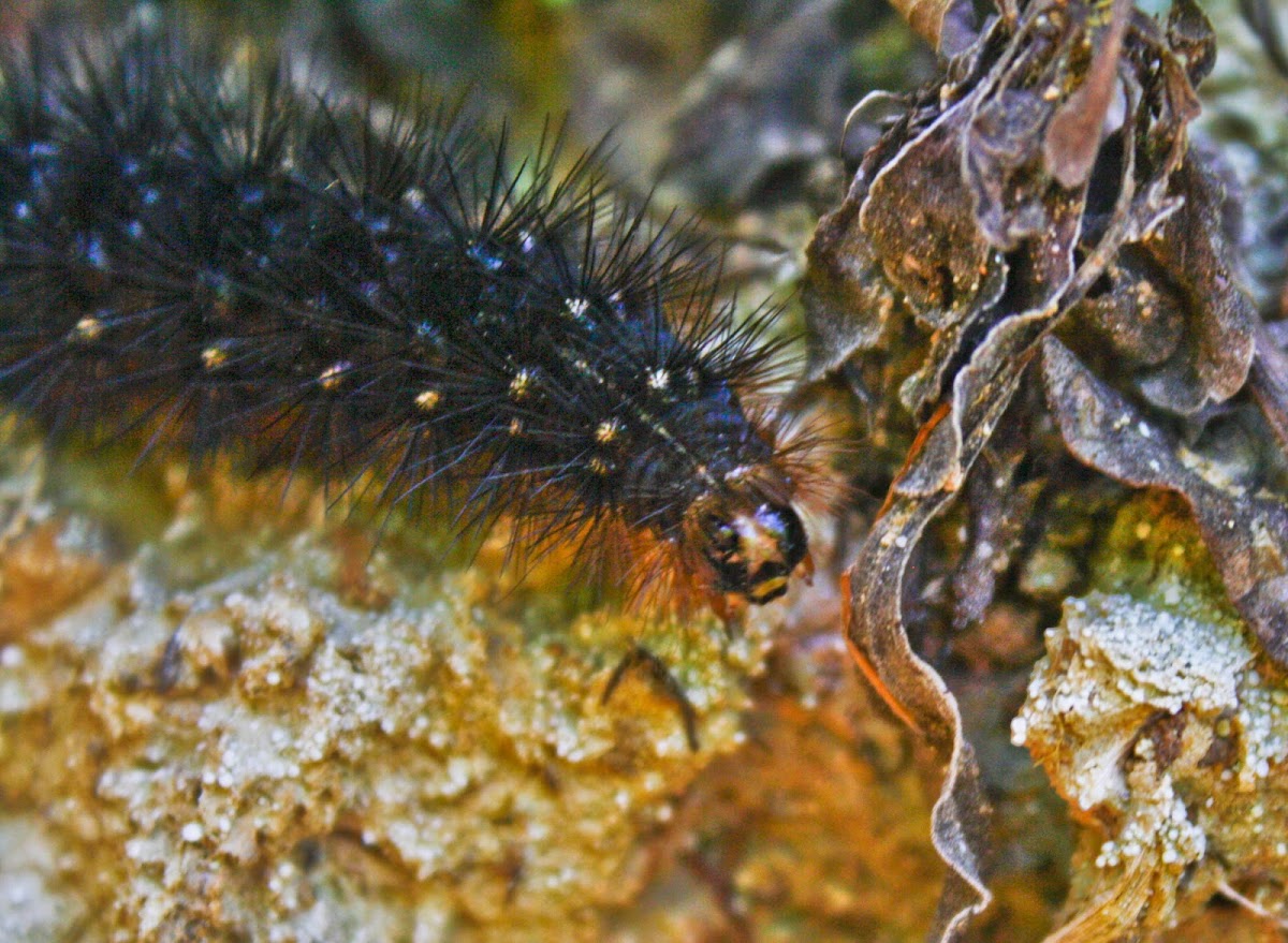 Grammia Caterpillar