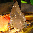 Blue-spotted Charaxes