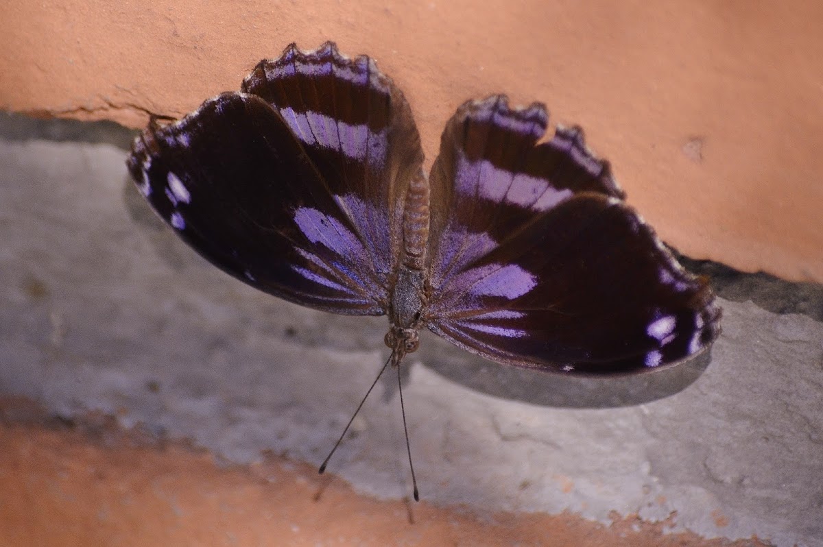 Blackened Bluewing, (male)