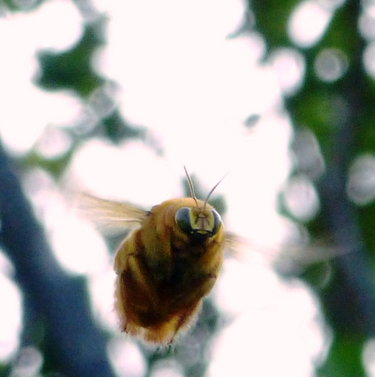 Valley Carpenter Bee