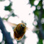 Valley Carpenter Bee