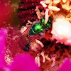 Sweat Bee