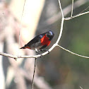 Mistletoe Bird (male)
