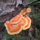 Sulphur Shelf Fungus