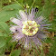 Maypop