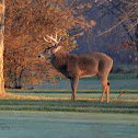 White-tailed Deer