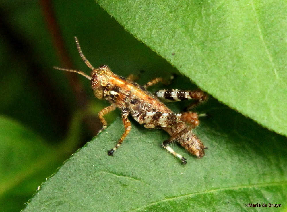 Pine Tree Spur-throat Grasshopper