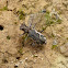 Common tiger beetle