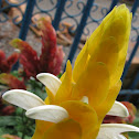 Golden shrimp plant/lollipop plant