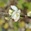 Winter Honeysuckle Bloom