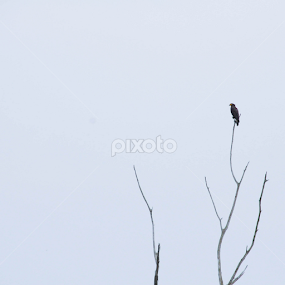 Bird On Top by Shahrul Izzat - Animals Birds